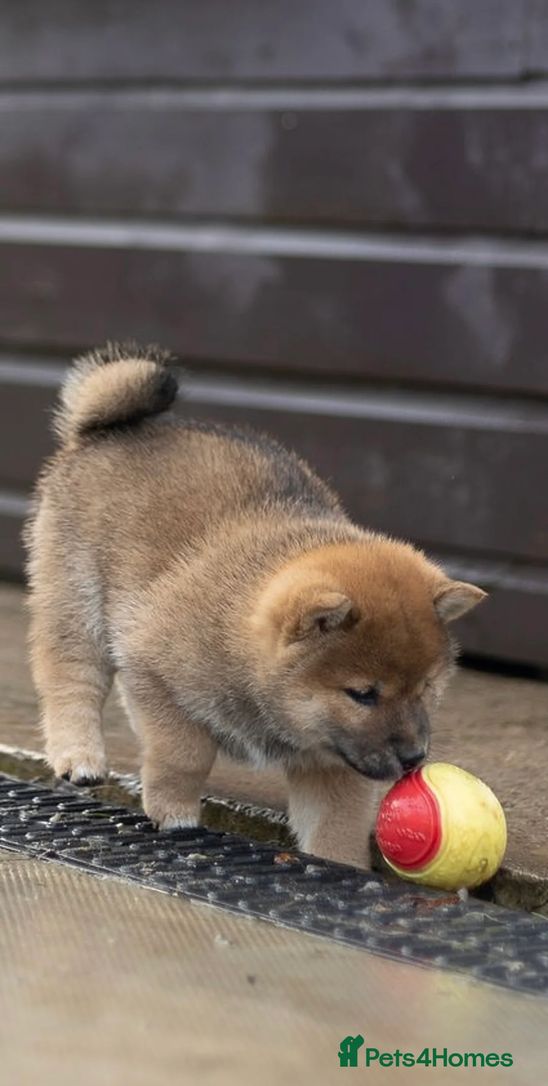 Japanese Shiba Inu dogs for sale: ❤️ Fall in Love with a Shiba Girl — Reduced Price - Advert 18
