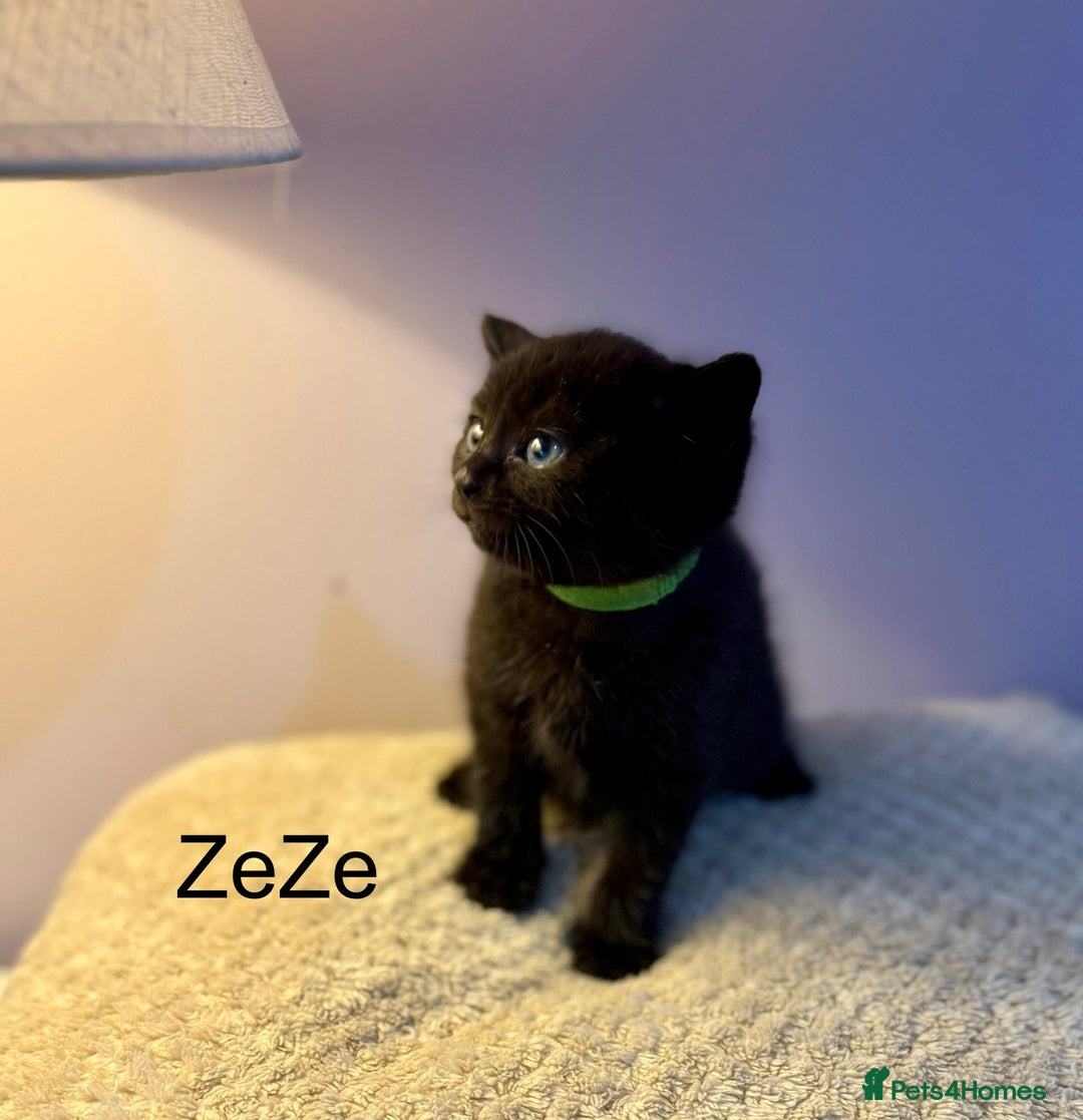 British Shorthair cats for sale: 4 beautiful Black shorthair girls  - Image 2