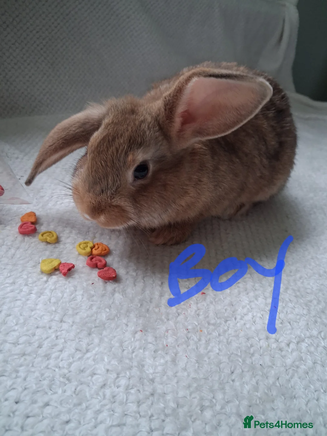 Rex rabbits for sale: Mini lop x rex 11 week old  kits  - Advert 1