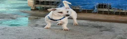 Mixed Breed dogs for adoption: Toby❤️ - Advert 4