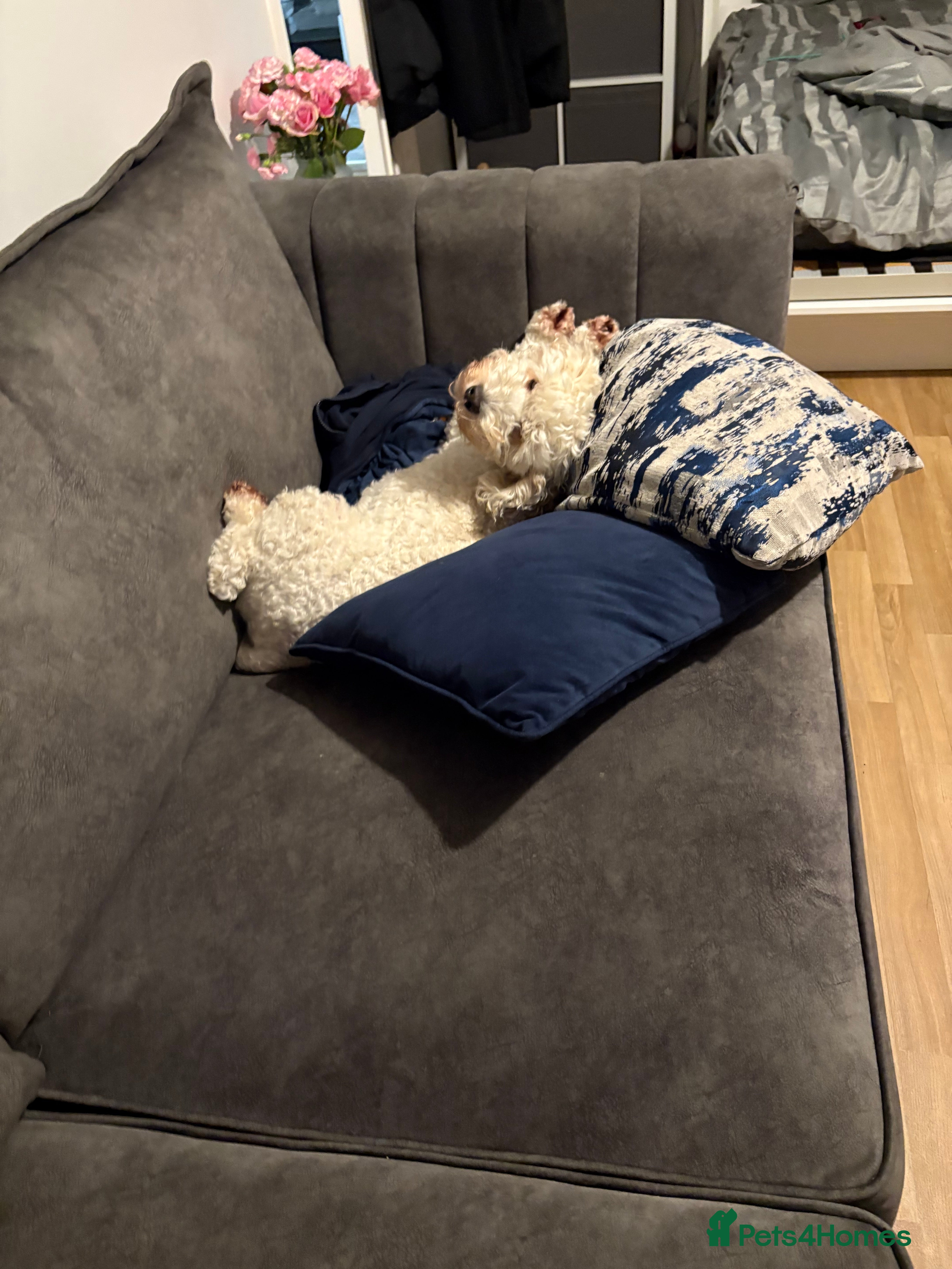 Cockapoo dogs Seeking a adult only home  in Cambridge - Advert 1