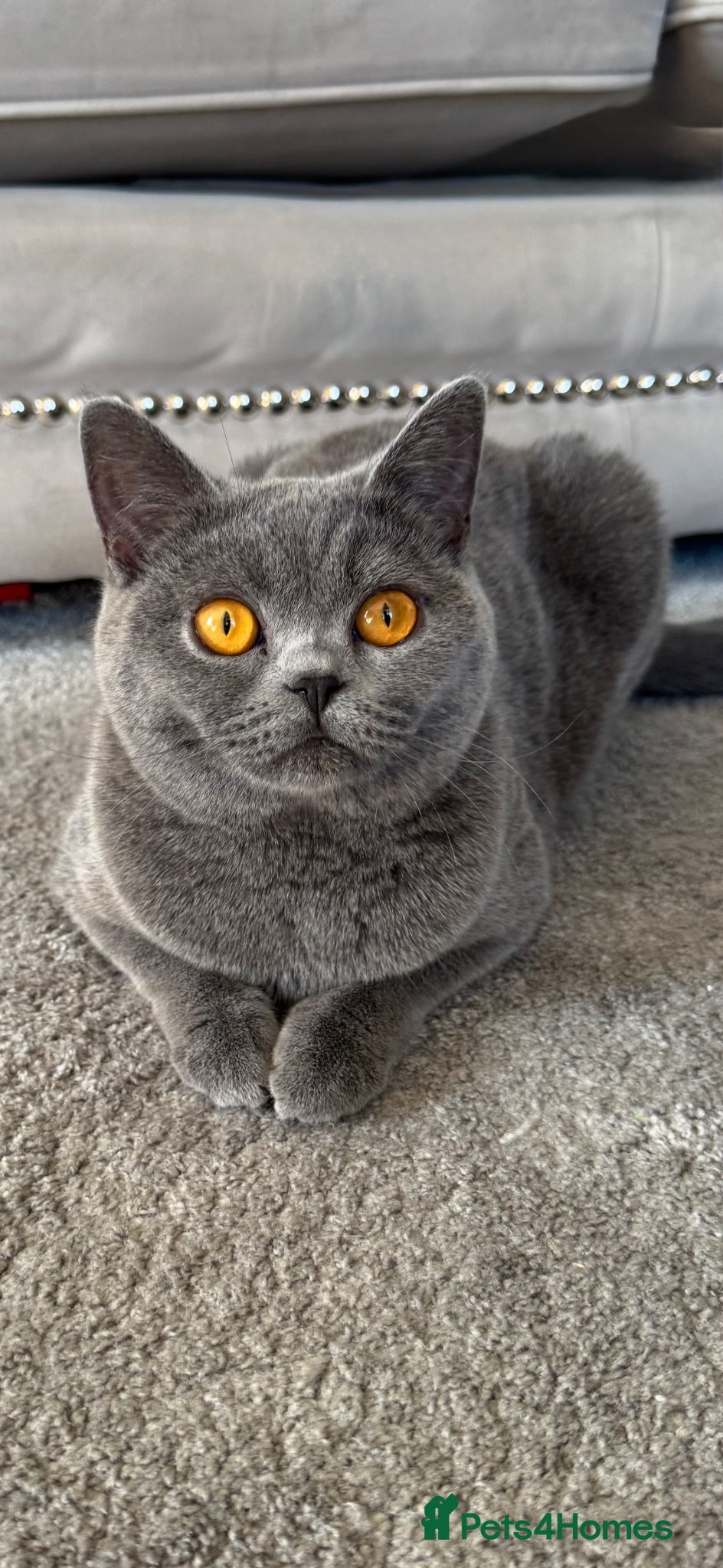 British Shorthair cats NEARLY 10 WEEKS OLD - FULLY WEANED & TRAINED  - Advert 2