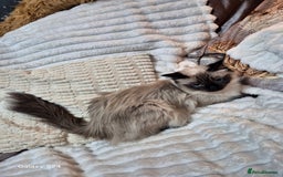 Ragdoll cats for sale: Ragdoll kittens  - Image 3