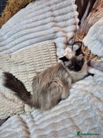 Ragdoll cats - Advert 3