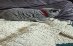 Brazilian Shorthair cats for sale: 🐾Beautiful British Shorthair Kittens 🐾 - Image 11