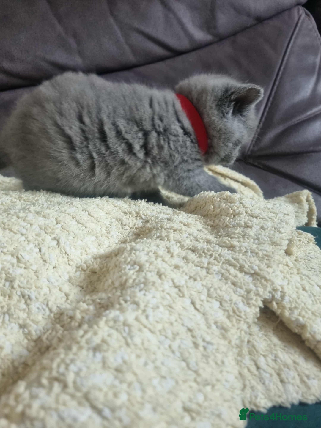 Brazilian Shorthair cats for sale: 🐾Beautiful British Shorthair Kittens 🐾 - Image 11