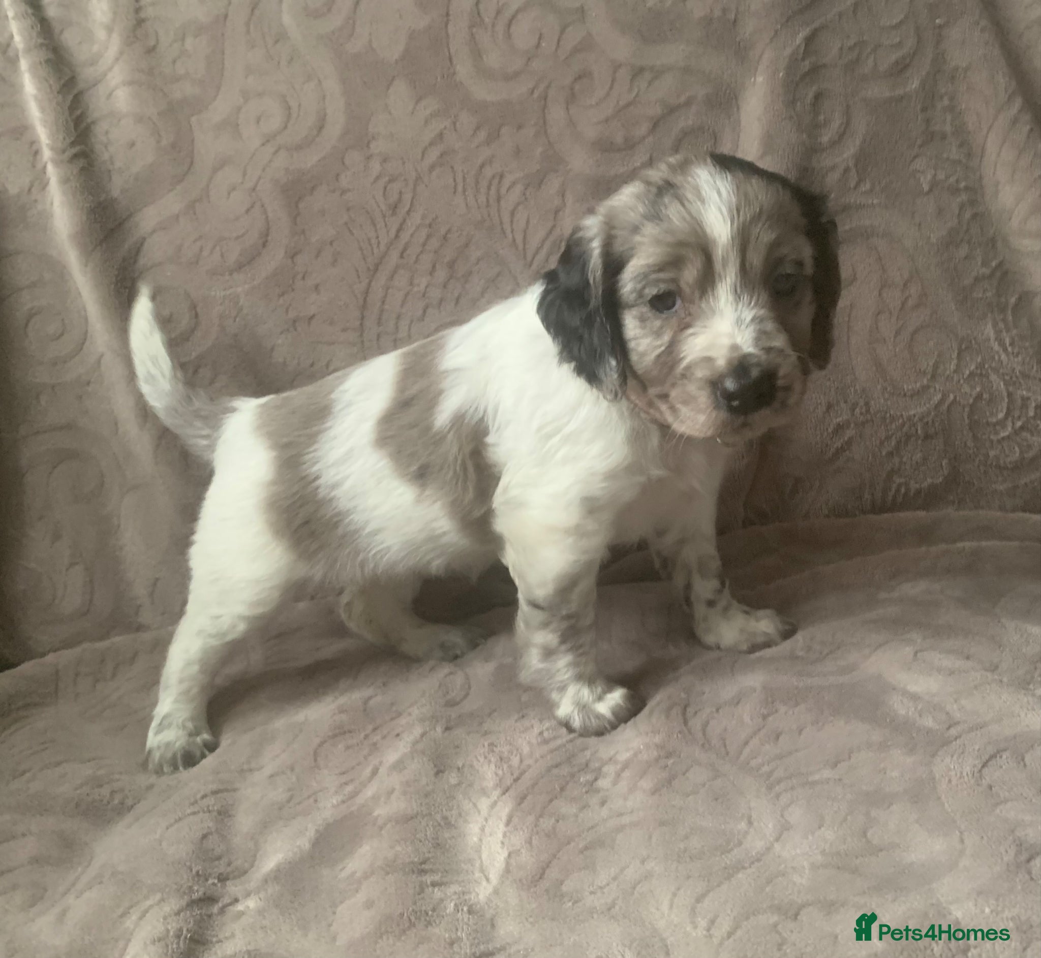 Mixed Breed dogs 3 beautiful puppies left ❤️  - Advert 2
