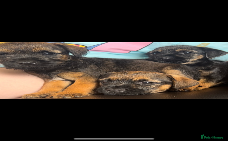 Border Terrier dogs - Advert 2