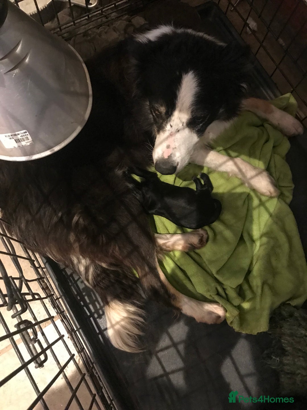 Mixed Breed dogs for sale: Collie x sprocker  - Image 2