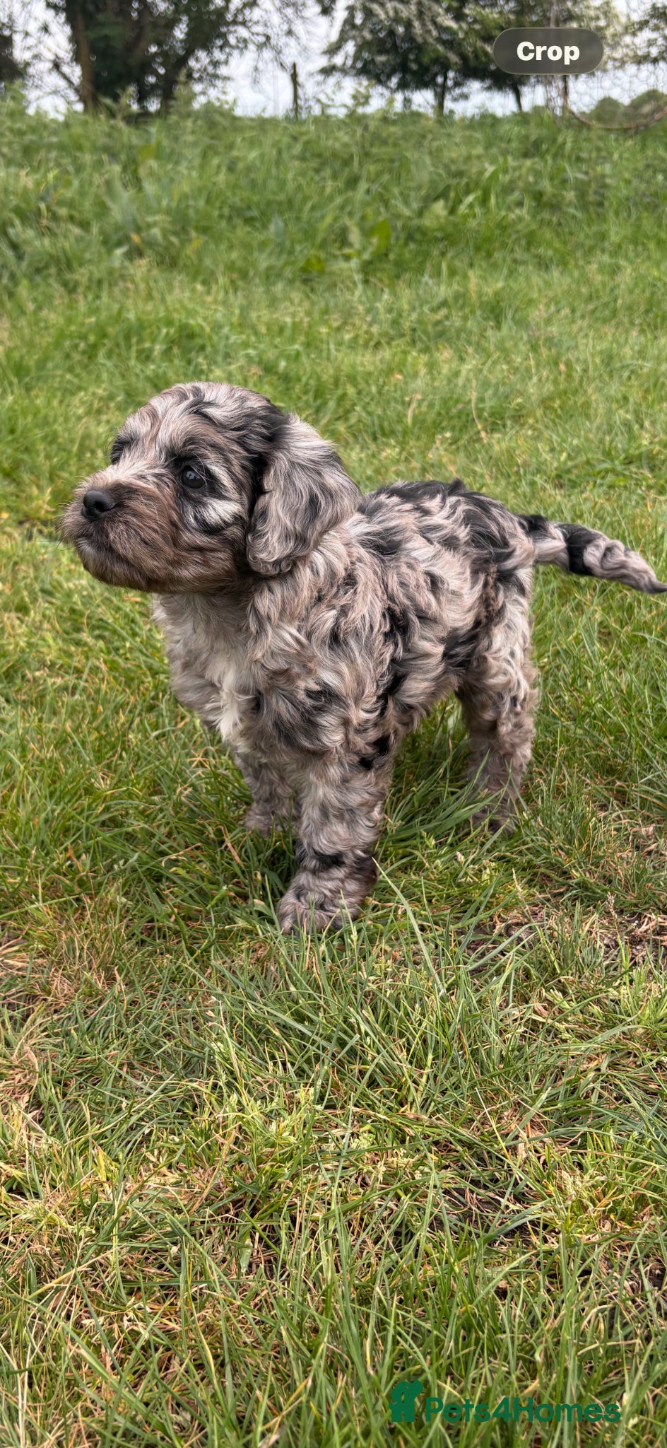 Cockapoo dogs Blue merle cockapoo - Advert 4