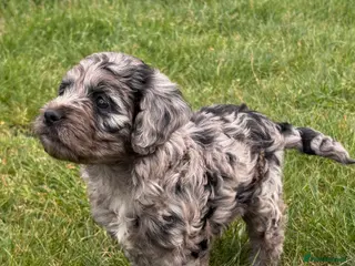 Cockapoo dogs Blue merle cockapoo - Advert 13