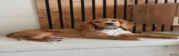Cocker Spaniel dogs for sale: Gorgeous working cocker spaniel puppy - Advert 3