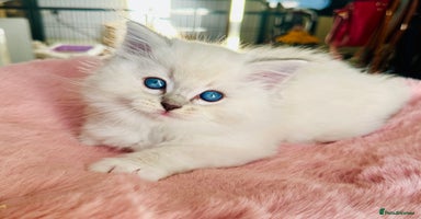 Ragdoll cats DNA Tested Charming Ragdoll Kittens - Advert 7