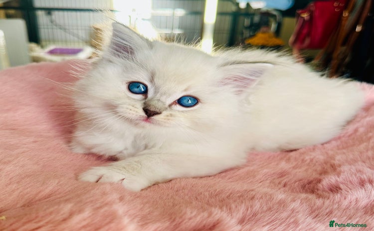 Ragdoll cats DNA Tested Charming Ragdoll Kittens - Advert 1