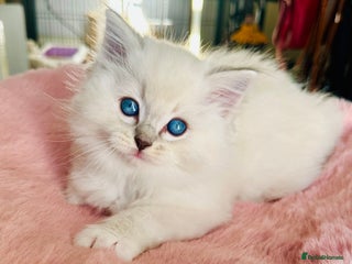 Ragdoll cats for sale: DNA Tested Charming Ragdoll Kittens - Advert 1