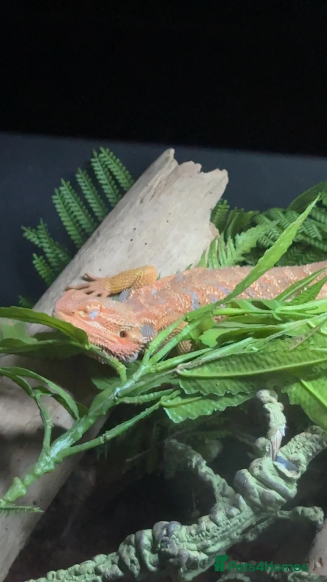 Bearded Dragon reptiles for sale: Male bearded dragon  in Birkenhead - Advert 2