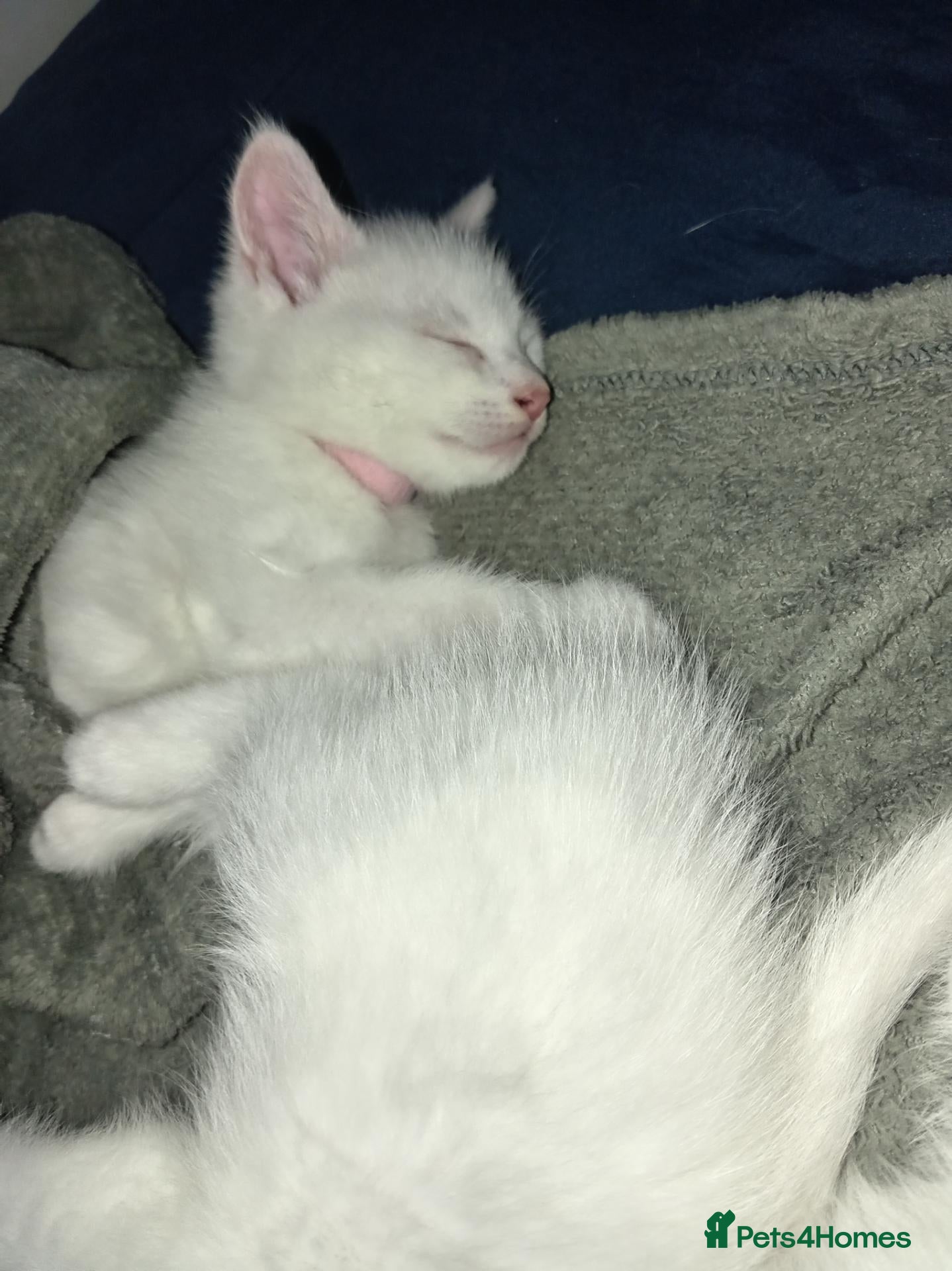 Mixed Breed cats for sale: Beautiful All White, black & tabby kittens  - Advert 6