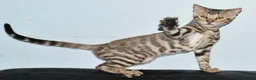 Toyger cats for sale: STUNNING WILD LOOKING TOYGER PEDIGREE CUBS - Advert 10