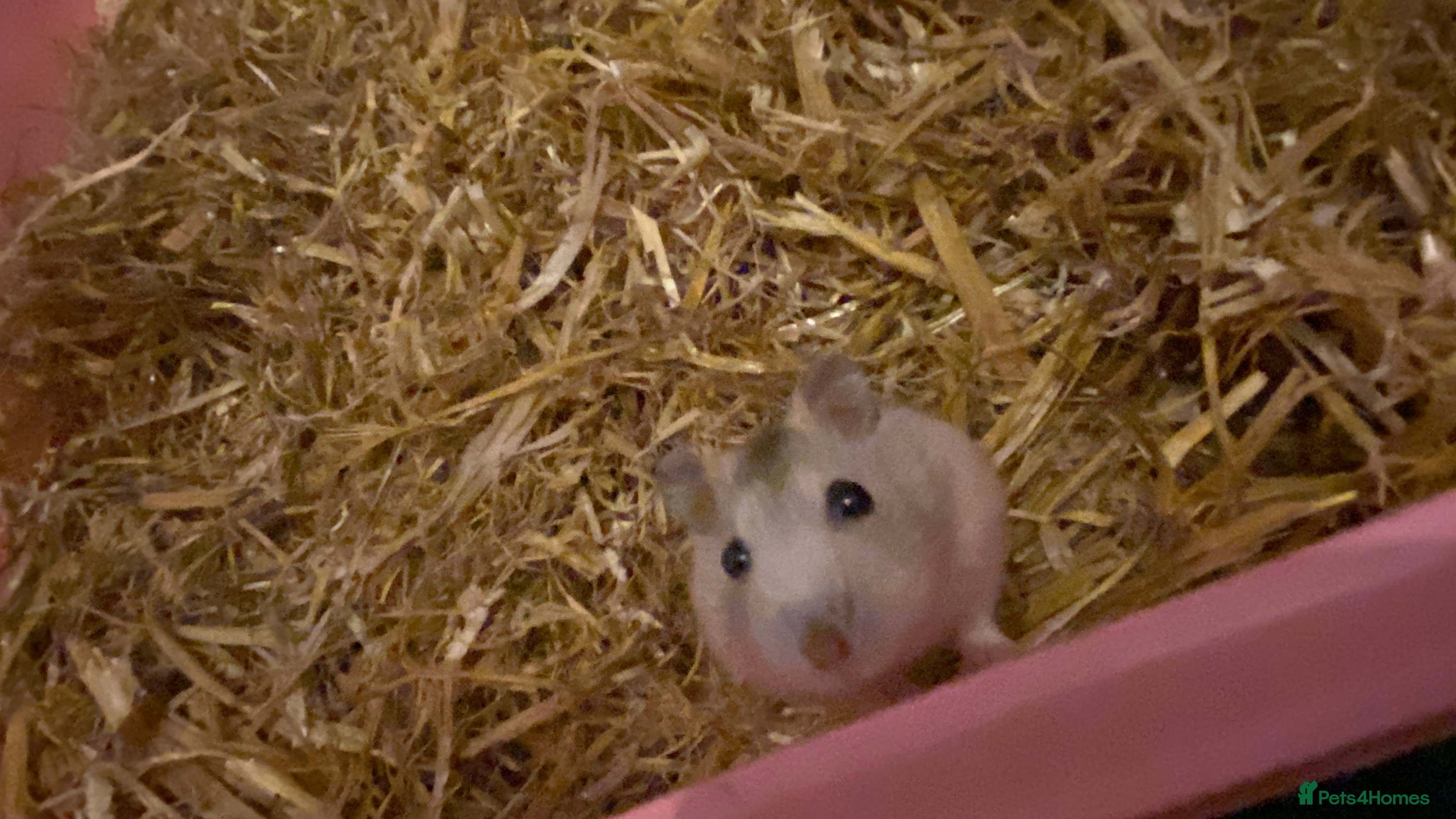 Hamster rodents Russian dwarf hamster - Advert 13