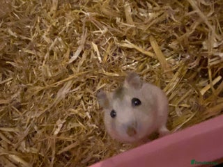 Hamster rodents - Advert 1