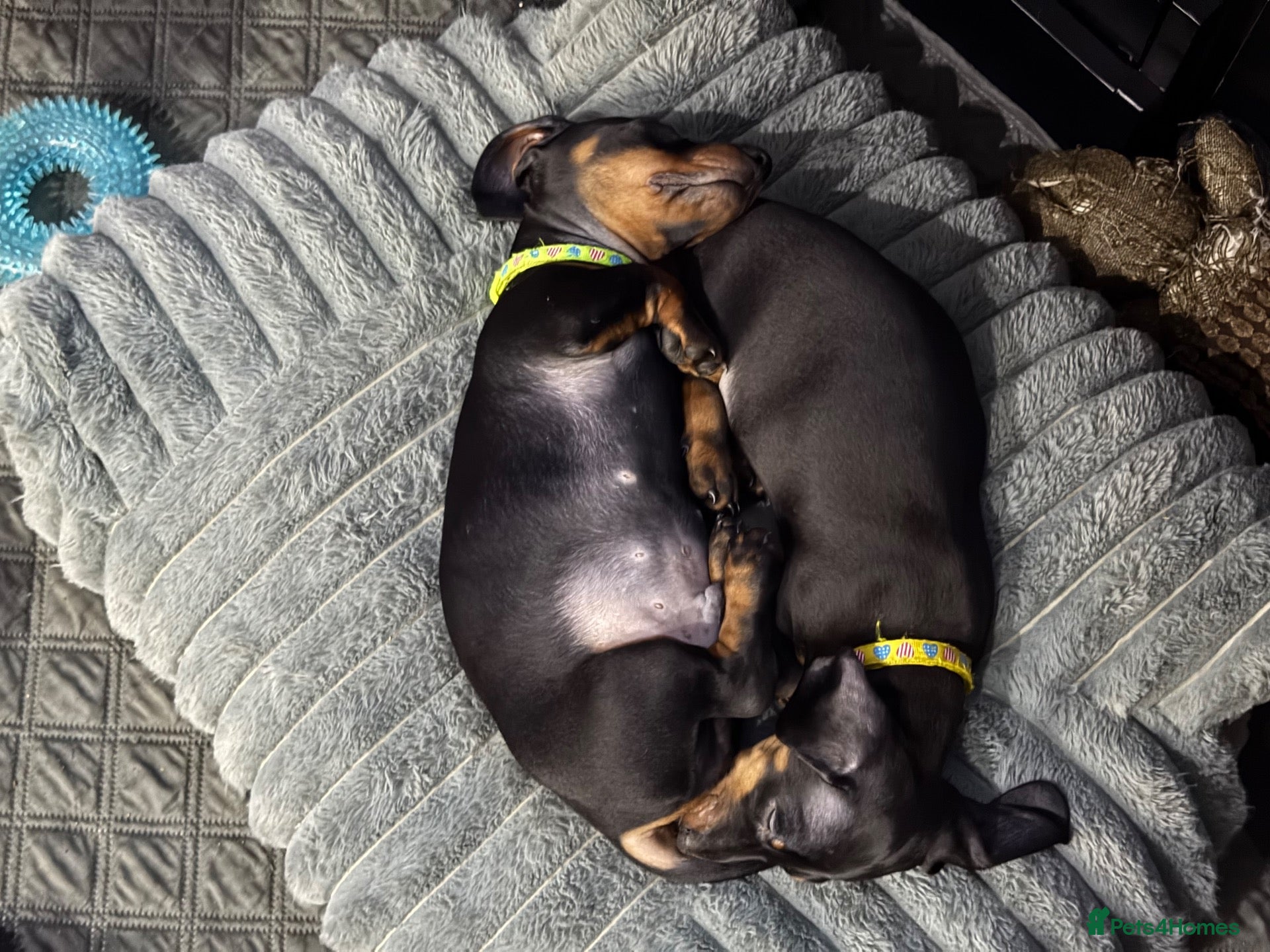 Dachshund dogs Miniature dachshunds pups - Advert 5