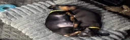 Dachshund dogs for sale: One charming little boy left!! 💚 - Advert 10