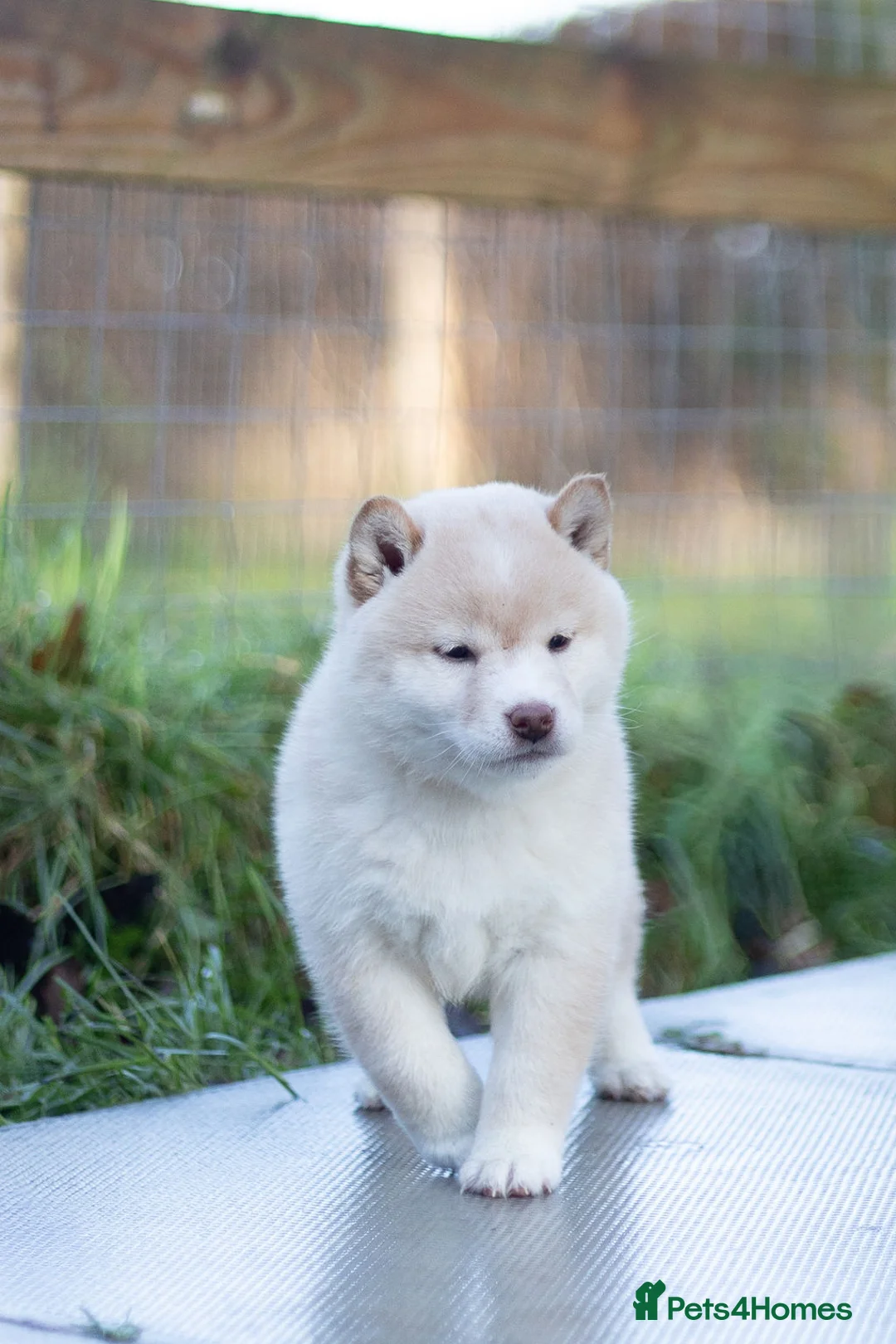 Japanese Shiba Inu dogs for sale: ❤️ Fall in Love with a Shiba Girl — Reduced Price - Advert 21
