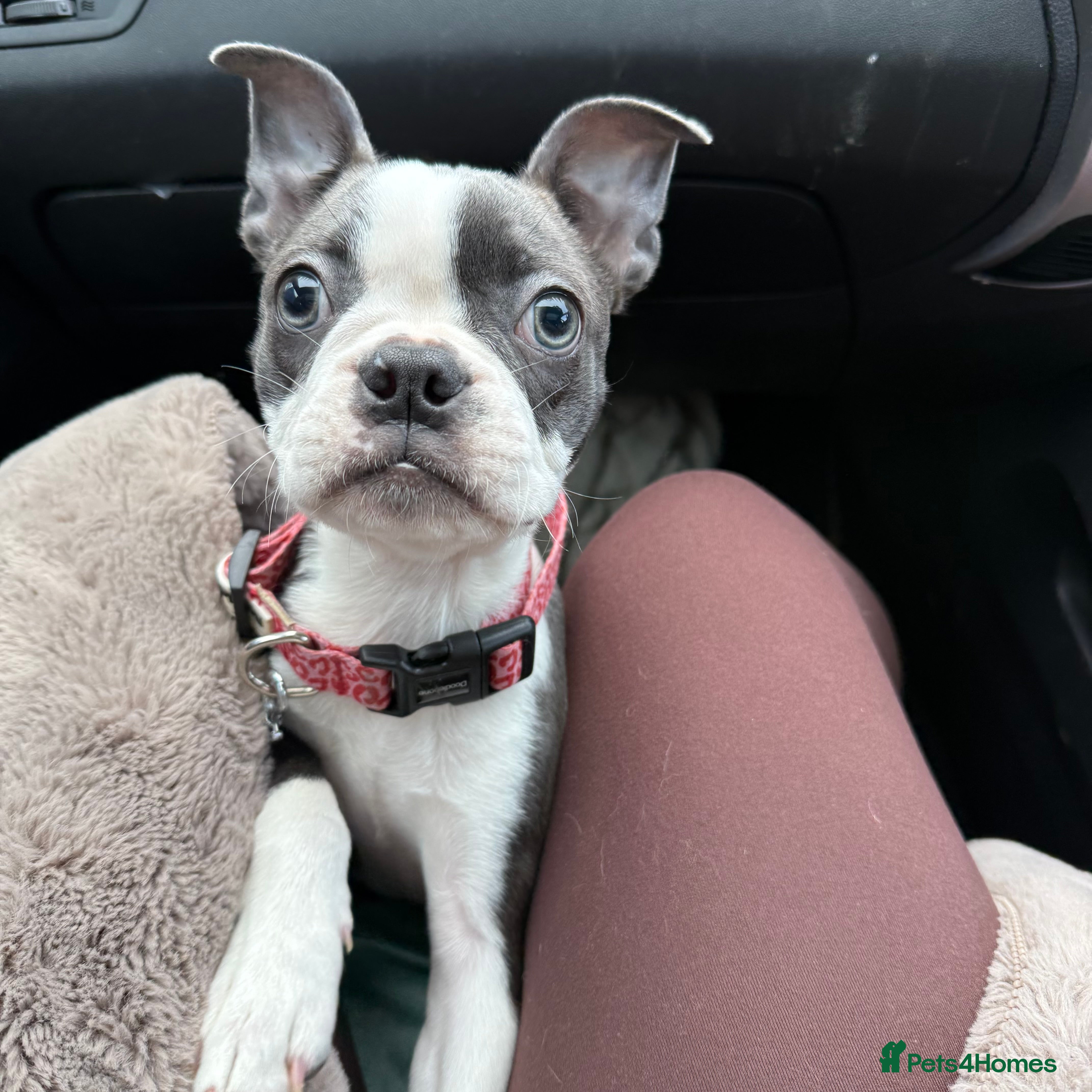 Boston Terrier dogs KC Reg Beautiful blue boston girl  - Advert 15