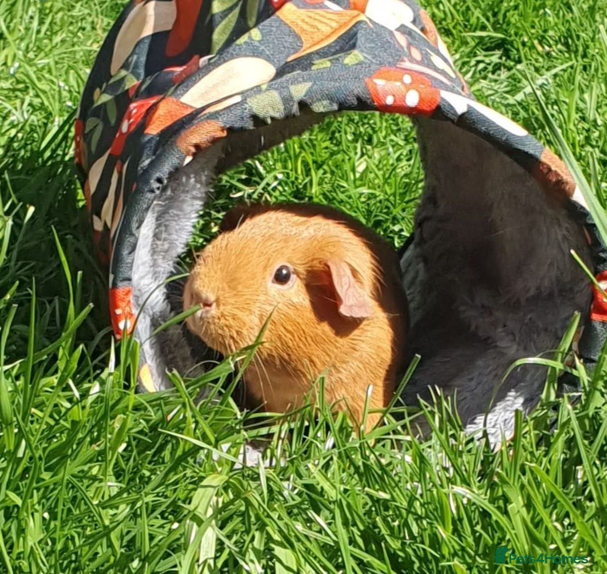 Guinea Pig rodents Beautiful guinea pigs - Advert 2