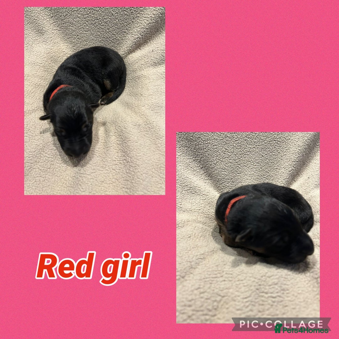 German Shepherd dogs for sale: German shepard puppys - Advert 11