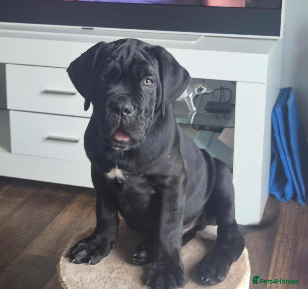 Cane Corso dogs CANE CORSO PUPPIES ready to leave/2 males - Advert 3