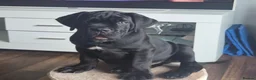 Cane Corso dogs for sale: CANE CORSO PUPPIES ready to leave/2 males - Advert 2
