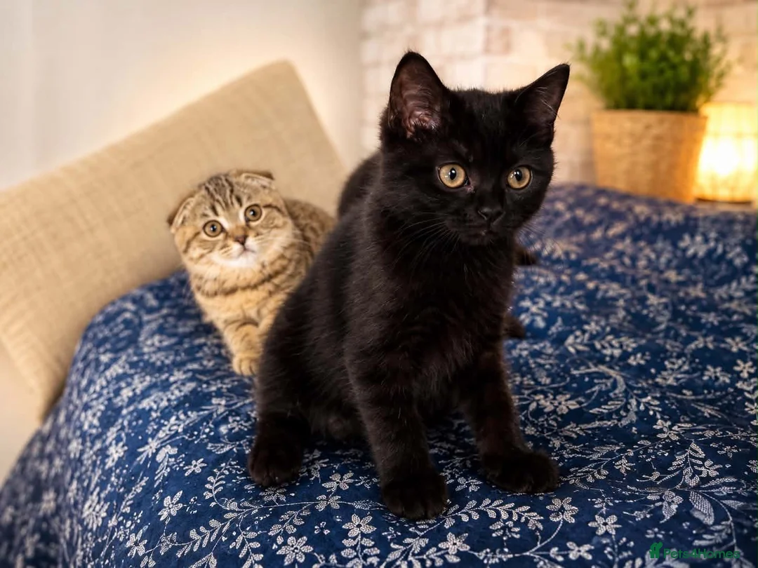 Scottish Fold cats for sale: Two Beautiful Scottish Kittens – Girls - Advert 1