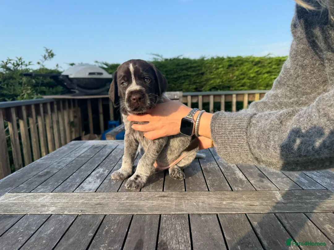 German Wirehaired Pointer dogs for sale: German Wirehaired Pointer Pups -From working Lines in Doune - Advert 17