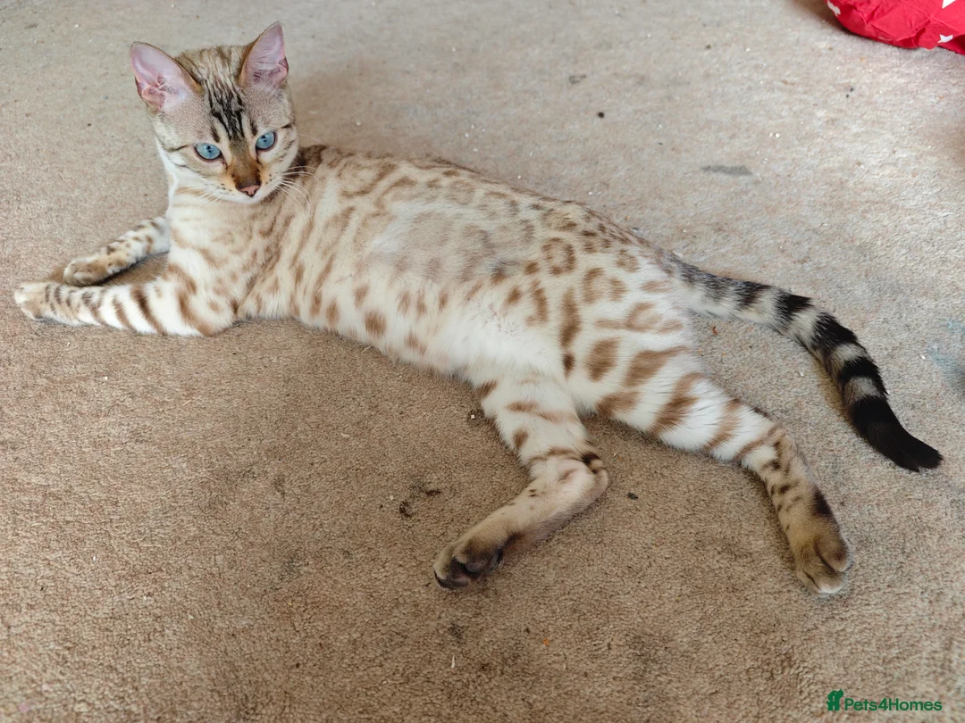 Bengal cats for sale: Pure beautiful female Bengal kitten  in Cambridge - Advert 2
