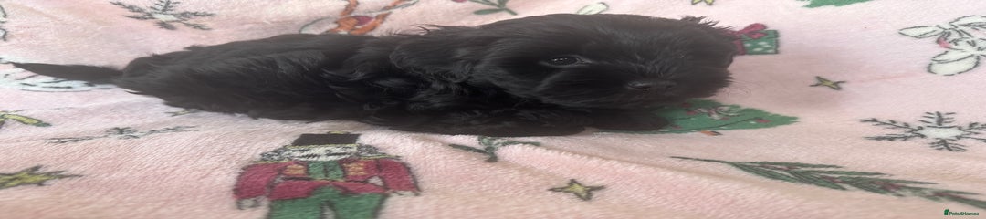 Shihpoo Puppy 3