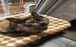 British Shorthair cats for sale: Stunning British Shorthair Kittens Ready Now! - Image 1