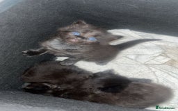Ragdoll cats for sale: Beautiful ragdoll cross kittens  - Image 1
