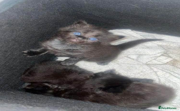 Ragdoll cats - Advert 1