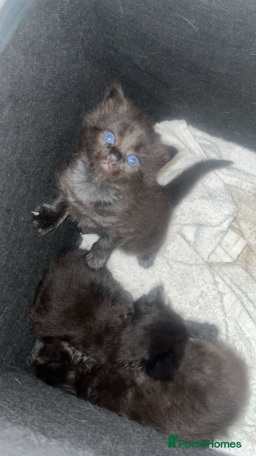 Ragdoll cats for sale: Beautiful ragdoll cross kittens  - Image 1