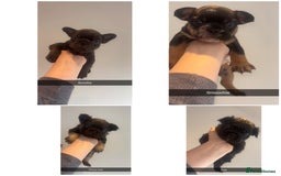 French Bulldog dogs for sale: French bulldog pups - Image 1