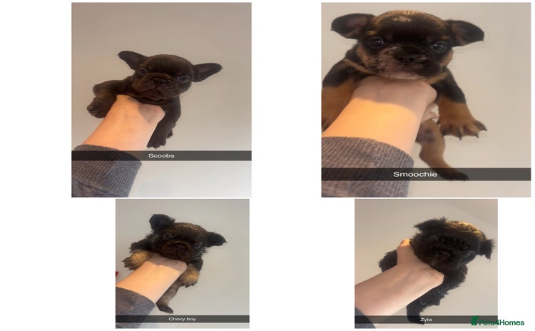 French Bulldog dogs - Advert 11