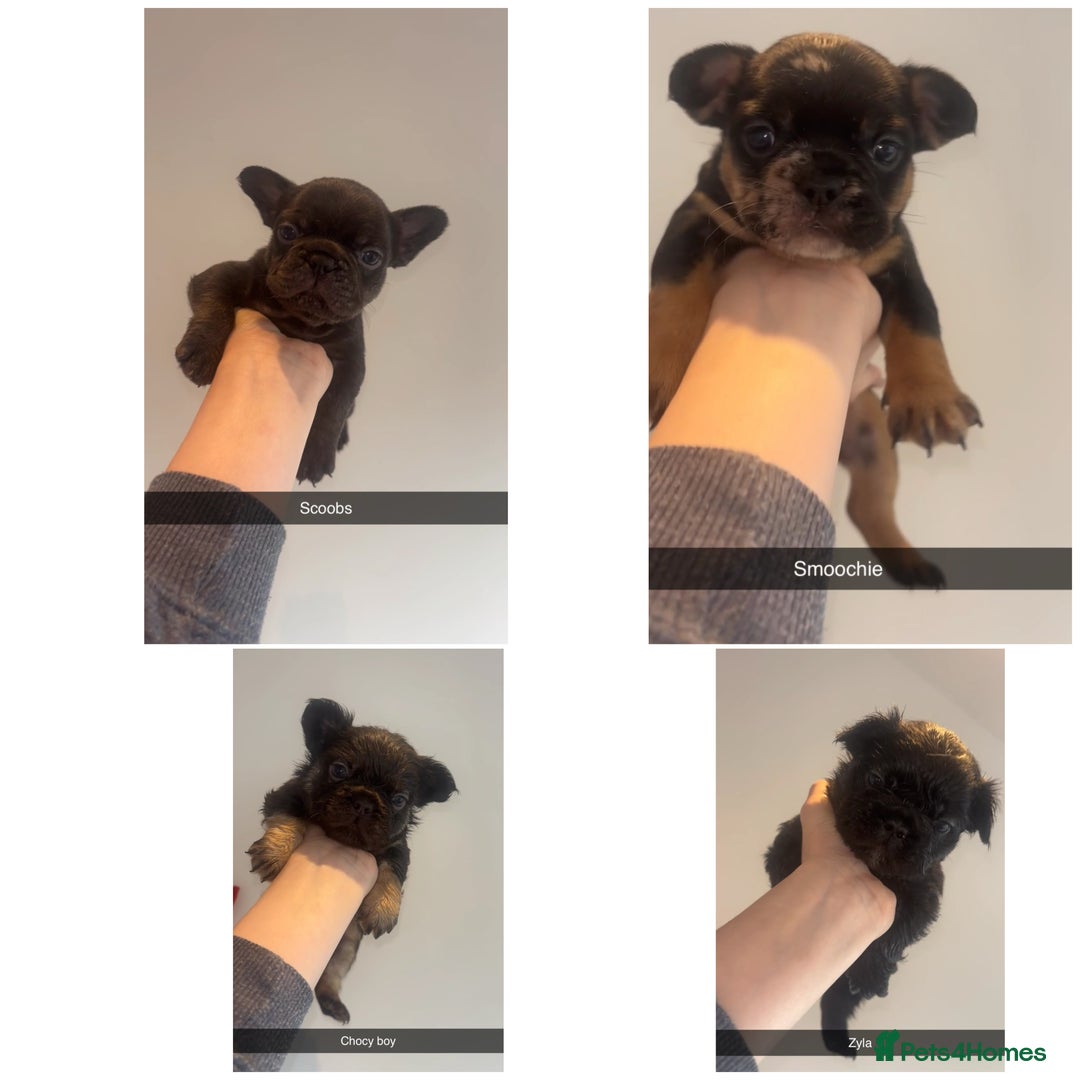 French Bulldog dogs for sale: French bulldog pups - Image 1