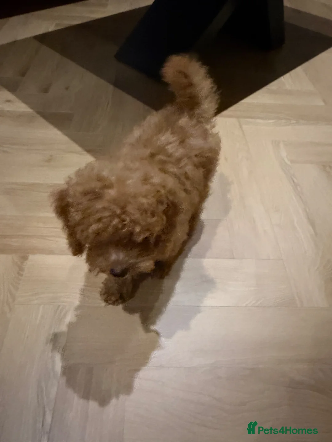 Toy Poodle dogs for sale: Gorgeous light brown toy poodle - Advert 5