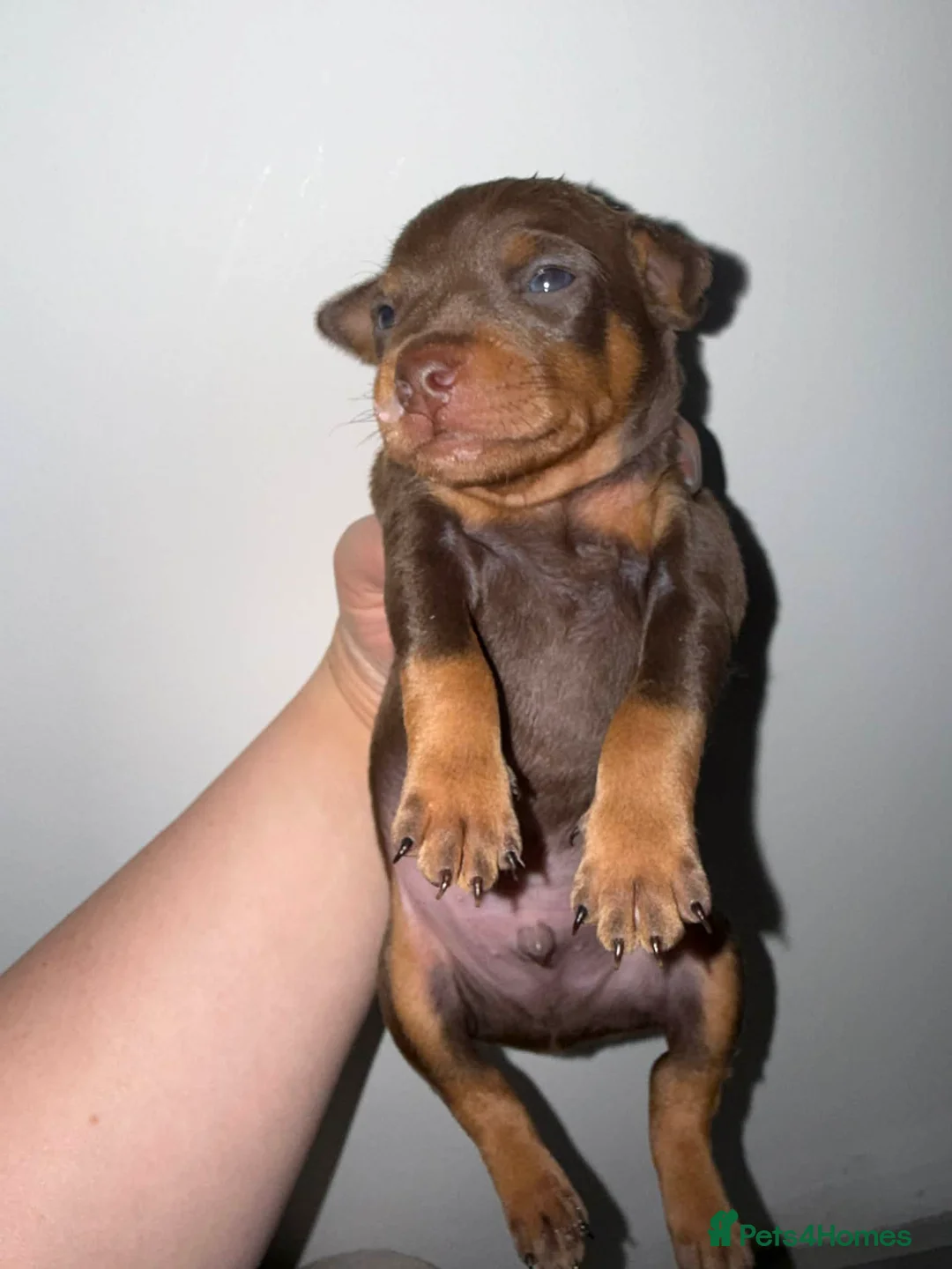 Miniature Pinscher dogs for sale: Chocolate and tan miniature pinschers  - Advert 2
