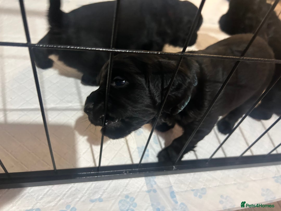 Cockapoo dogs for sale: Beautiful f2 cockapoo pups - Advert 2