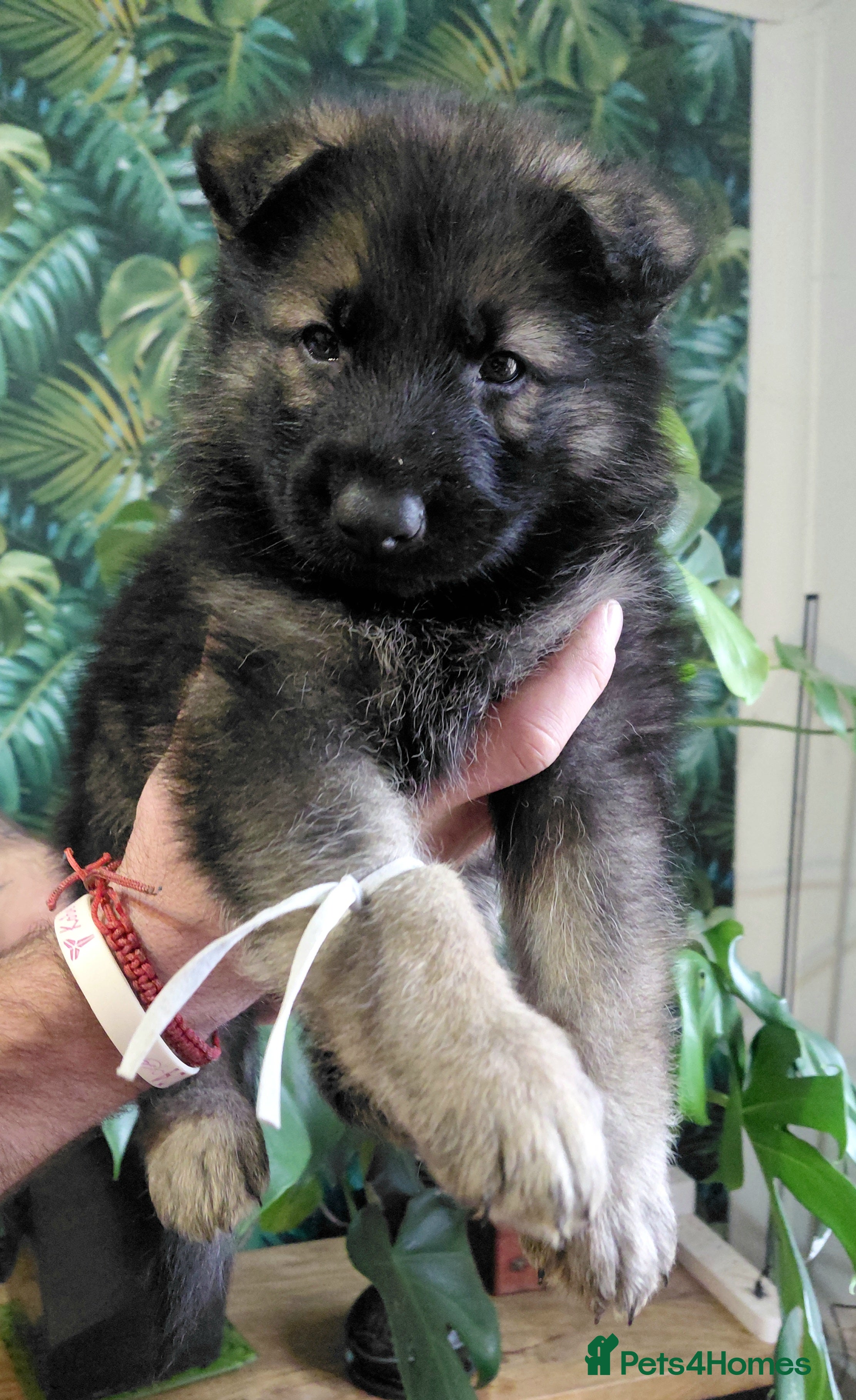 German Shepherd dogs German shepherd puppies - Advert 2