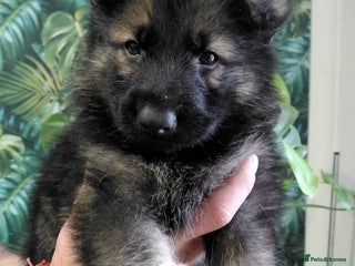 German Shepherd dogs German shepherd puppies - Advert 6