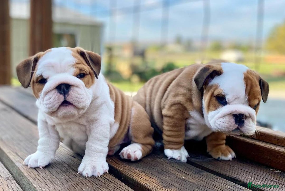 English Bulldog Puppies Top Selling Puppies Top-Quality Purebred