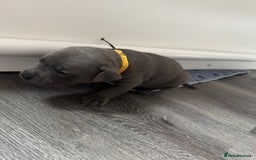 Staffordshire Bull Terrier dogs for sale: 9 chunky stuffy puppies - Image 11